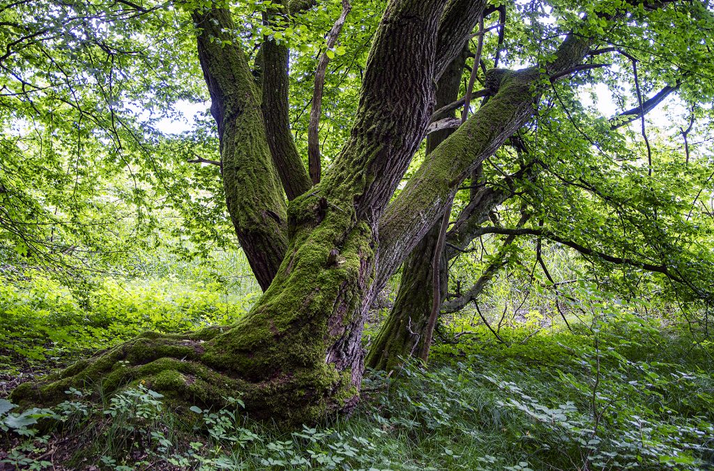 Sumpfwald am Egglburgersee