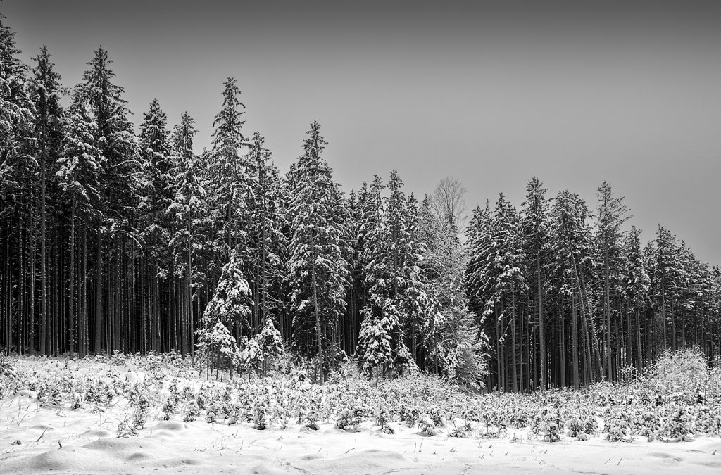 Wald im Schnee