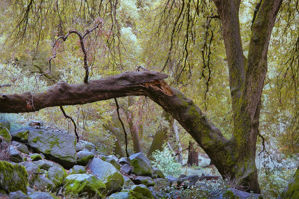 Zauberwald im Yosemite Park
