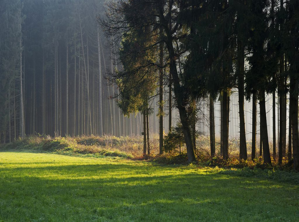 Zornedinger Wald