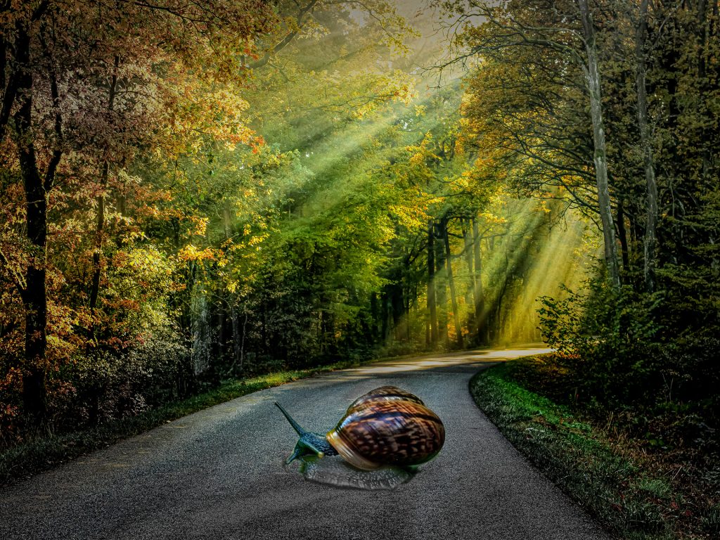 Mutige Riesenschnecke