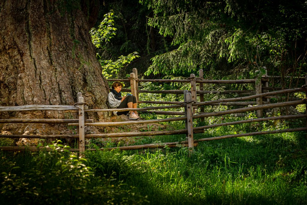 Unter der St.Gertraut-Lärche