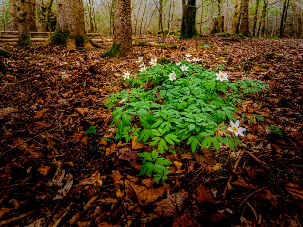 Erste Frühlingsboten