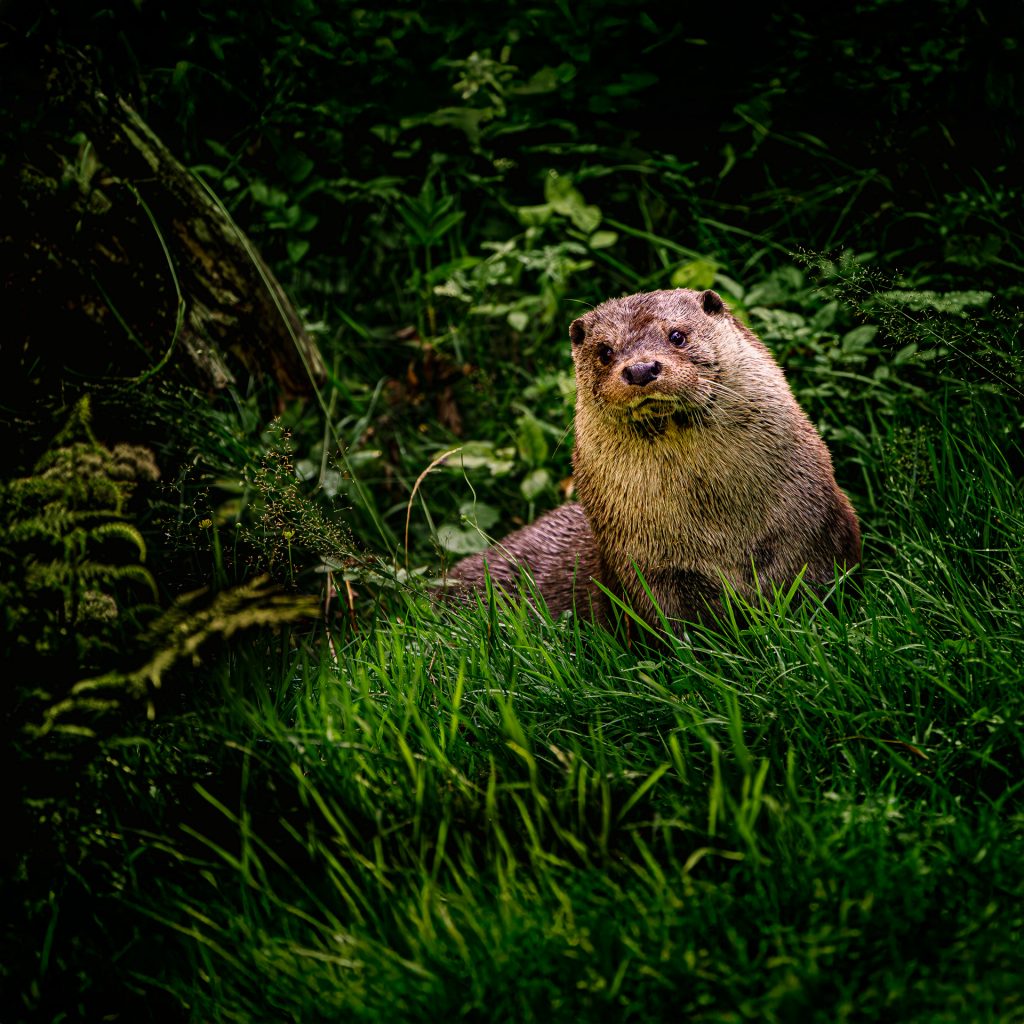 Fischotter auf Waldwiese