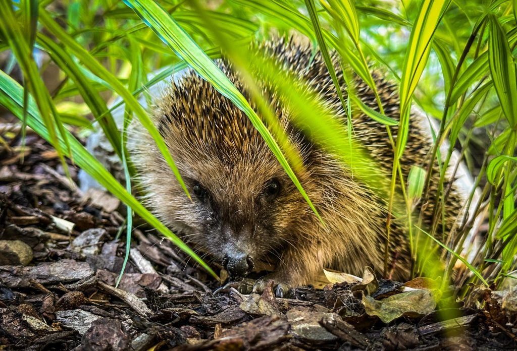 Igel