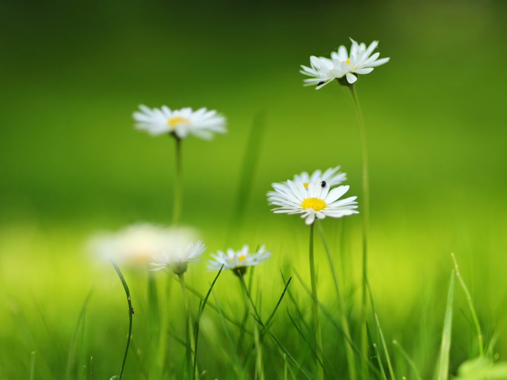 Gänseblümchen