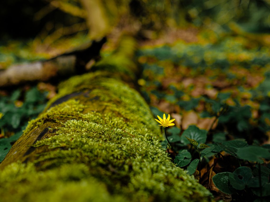 einsames Blümchen