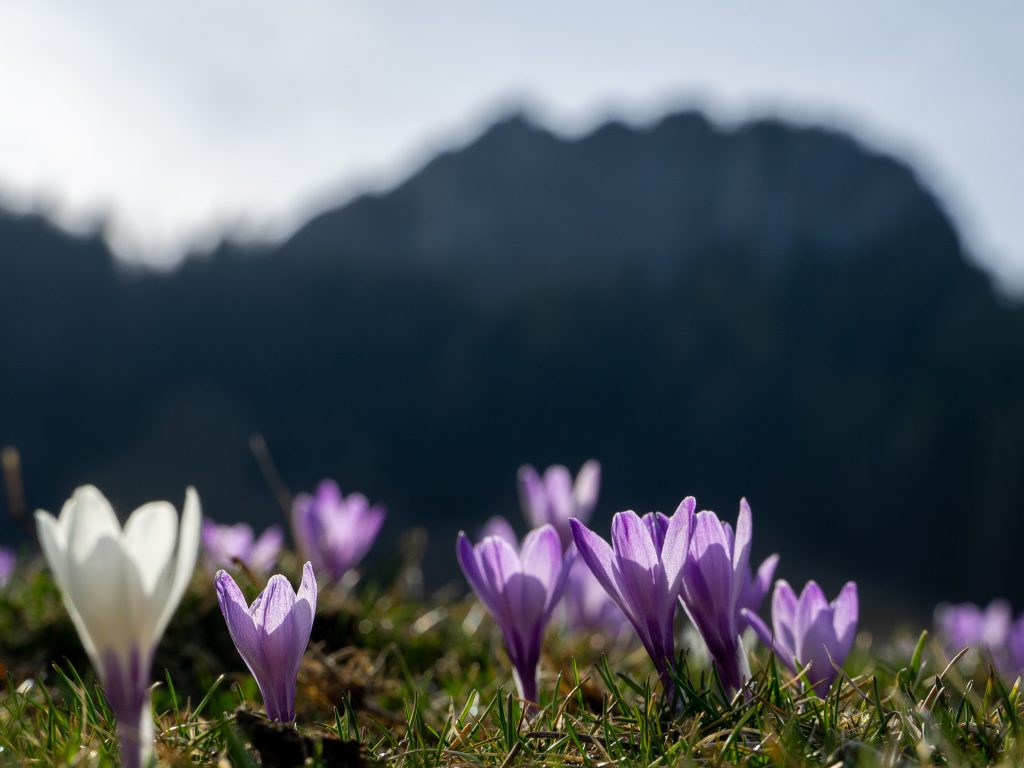 Krokusse