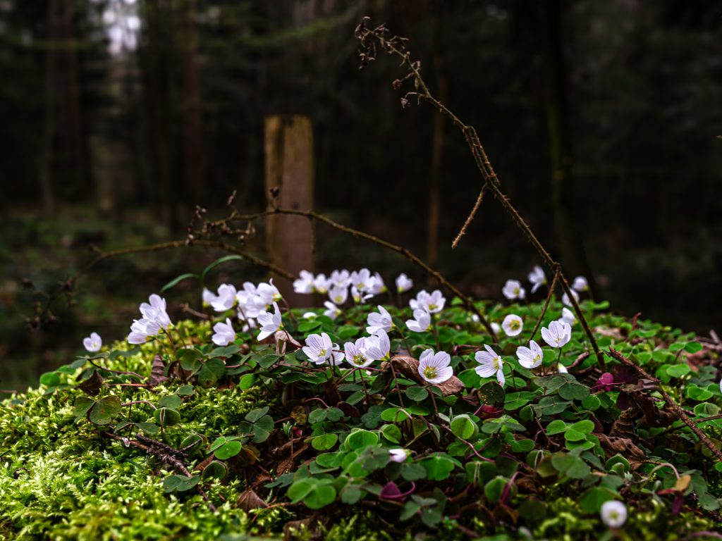 Frühlingsboten